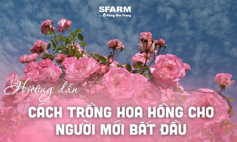 Mot nguoi dang cat tia canh la vang tren cay hoa hong